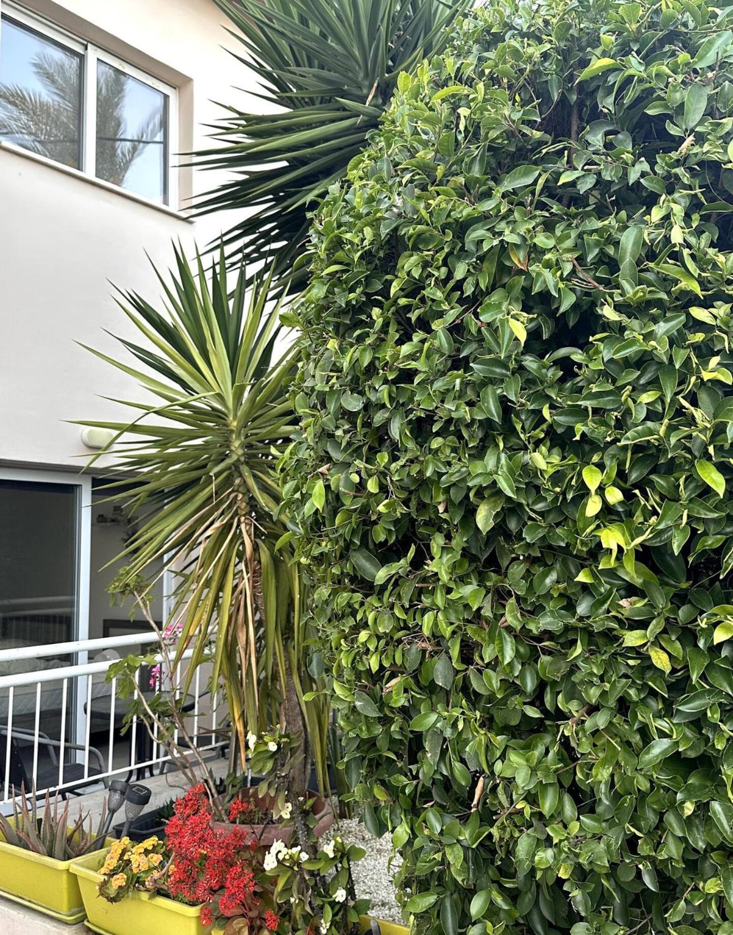 Olymbos Garden Apartment IV Agia Napa Exterior foto